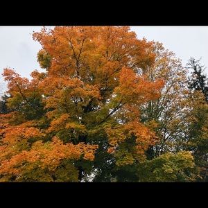 Meet your Posher, Francie